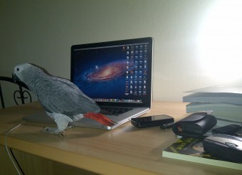 Paco the Parrot